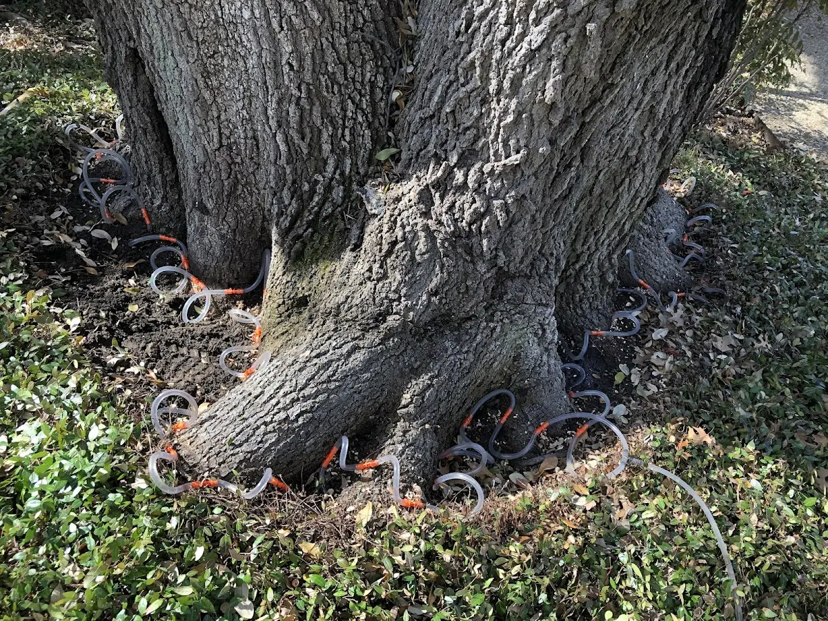 Detailed Tree Cabling and Bracing job site in Eagle Pass