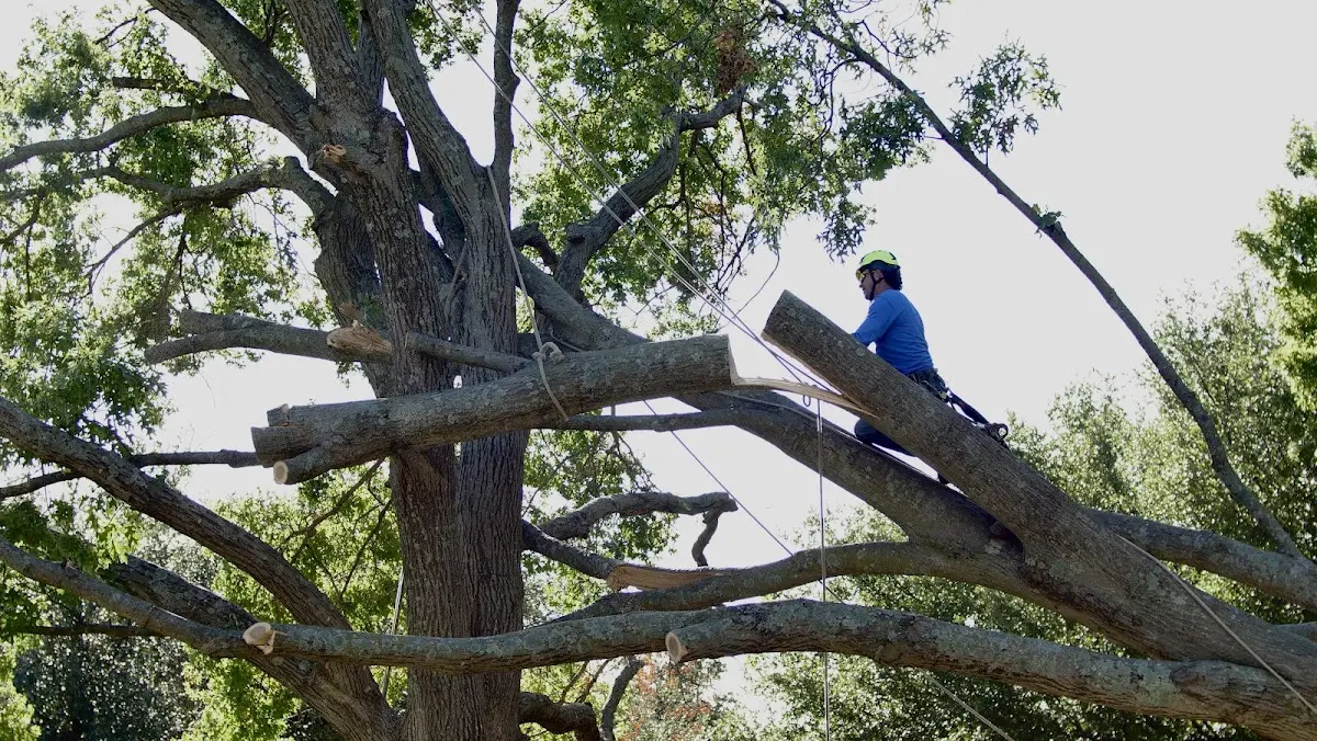 Professional Crown Thinning performed by certified arborists in Eagle Pass